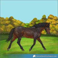 Horse Color:Bay 