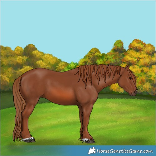 Horse Color:Chestnut 