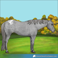 Horse Color:Black Varnish Rabicano 