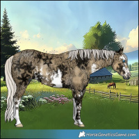 Horse Color:White Spotted Silver Classic Cream Champagne Ice Dun Splash 