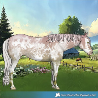 Horse Color:White Spotted Silver Classic Champagne Ice Dun Splash Frame 