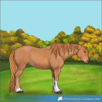 Horse Color:Chestnut Tobiano Rabicano 