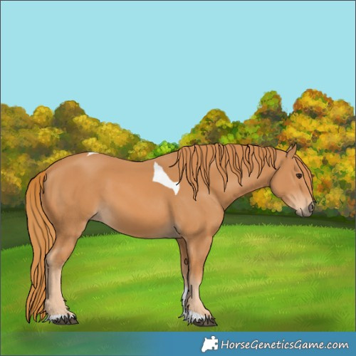 Horse Color:Chestnut Tobiano Rabicano 