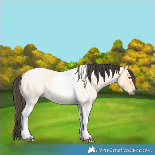 Horse Color:Buckskin Roan Dun Tobiano 