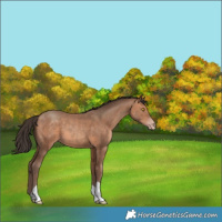 Horse Color:Amber Champagne 