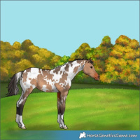 Horse Color:White Spotted Bay Dun 