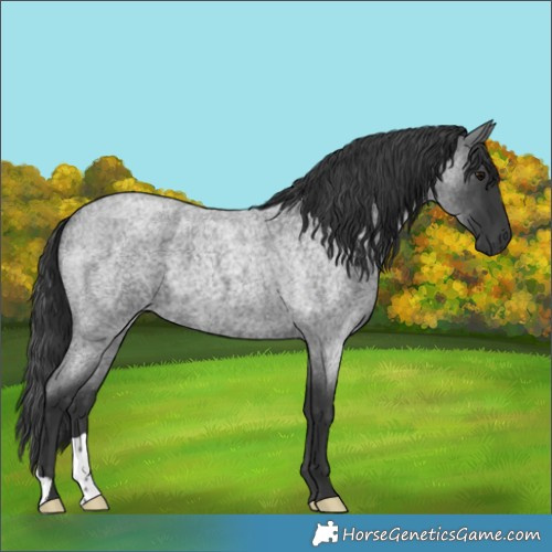Horse Color:Blue Roan 