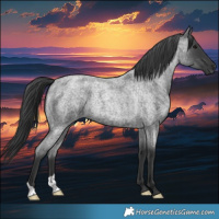 Horse Color:Blue Roan 