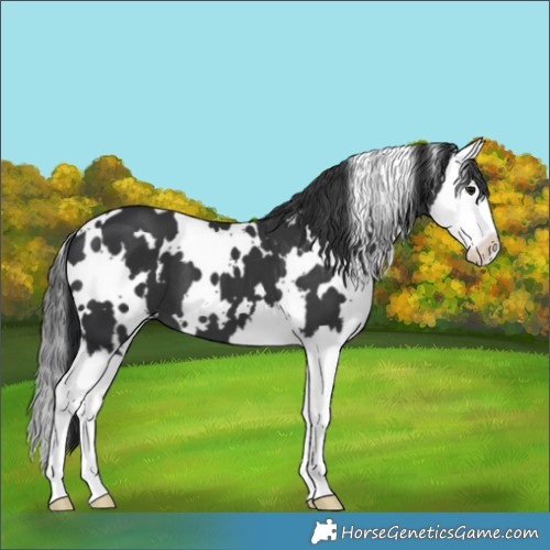 Horse Color:White Spotted Black Splash 