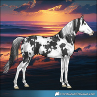 Horse Color:White Spotted Black Splash 