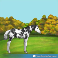 Horse Color:White Spotted Black Splash