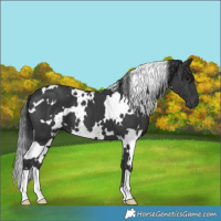 Horse Color:White Spotted Black 
