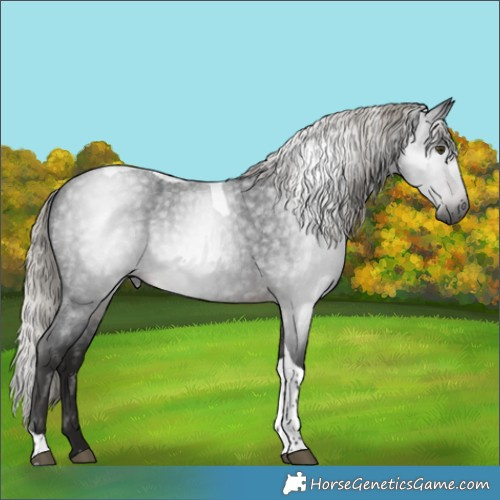 Horse Color:Gray Silver Brown Roan Tobiano 