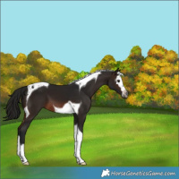 Horse Color:Gray Brown Splash Tobiano 