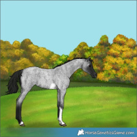Horse Color:Gray Blue Roan Tobiano 