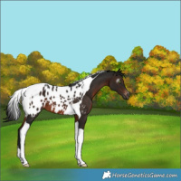 Horse Color:Gray Brown Tobiano Appaloosa 