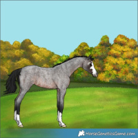 Horse Color:Gray Brown Roan 