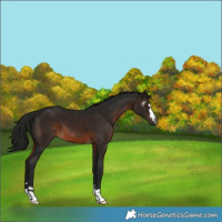Horse Color:Gray Brown 