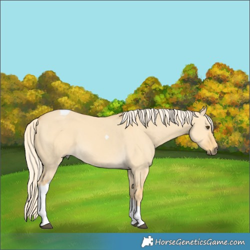 Horse Color:Palomino Dun Tobiano