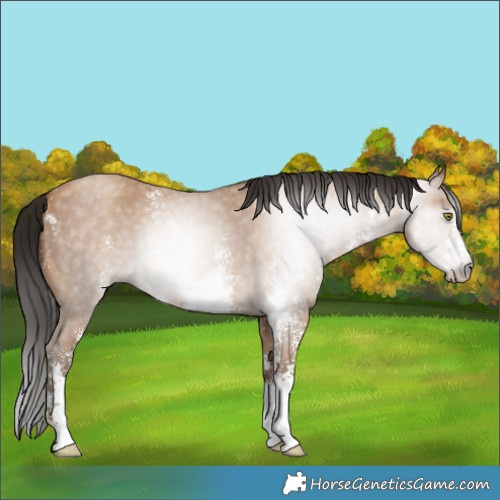 Horse Color:Gray Amber Champagne Sabino 