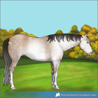 Horse Color:Gray Amber Champagne Sabino