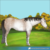 Horse Color:Gray Amber Champagne Sabino 