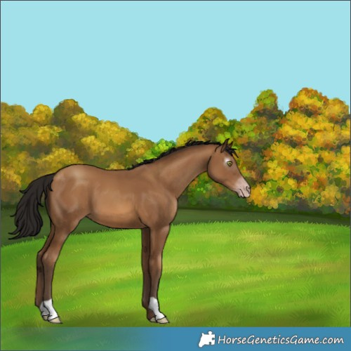 Horse Color:Gray Amber Champagne 