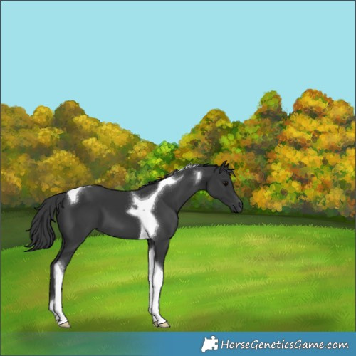 Horse Color:Black Tobiano 
