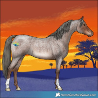 Horse Color:Liver Red Roan Mushroom