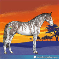 Horse Color:Liver Chestnut Mushroom Sabino 