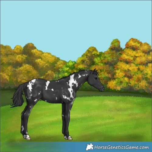 Horse Color:White Spotted Black 