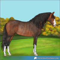 Horse Color:Bay Rabicano