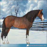 Horse Color:Bay Rabicano