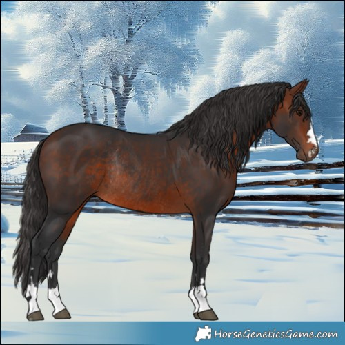 Horse Color:Bay Rabicano 