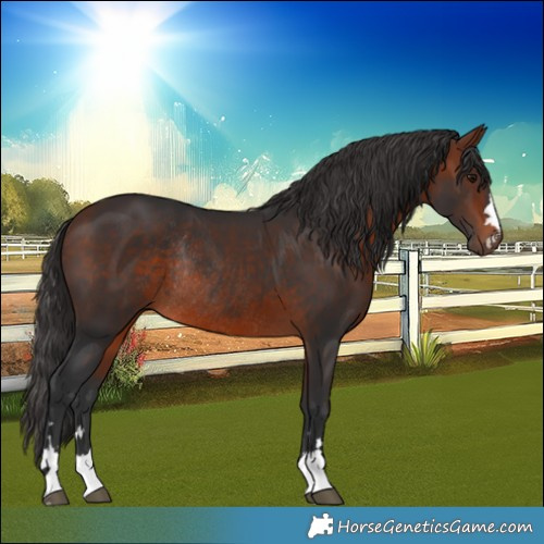 Horse Color:Bay Rabicano 