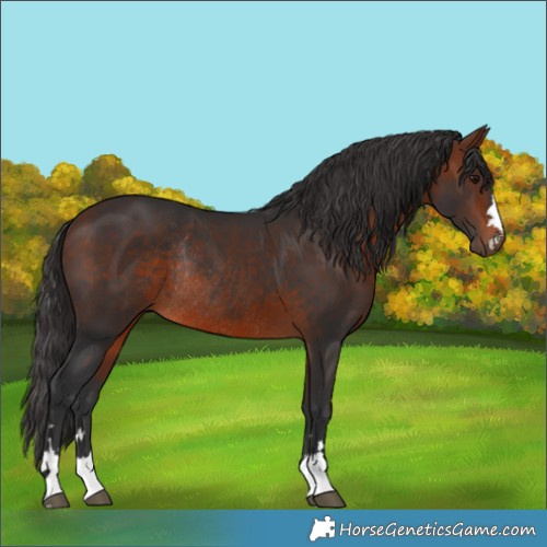 Horse Color:Bay Rabicano 