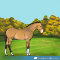 Horse Color:Buckskin Rabicano 