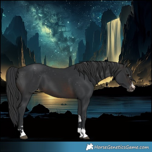 Horse Color:Brown Appaloosa 