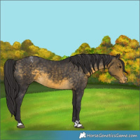 Horse Color:Buckskin Blanket Rabicano 