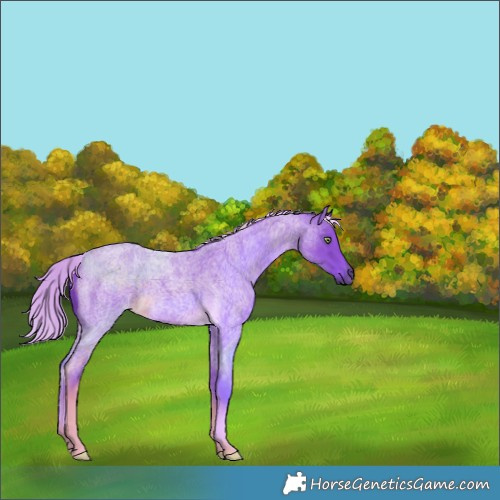 Horse Color:Watercolor Chocolate Palomino Roan Rabicano 