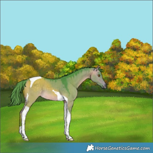 Horse Color:Watercolor Buckskin Dun Tobiano 