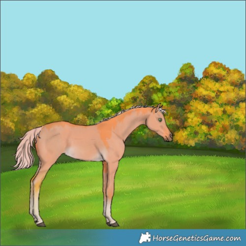 Horse Color:Watercolor Chocolate Palomino Dun Rabicano 