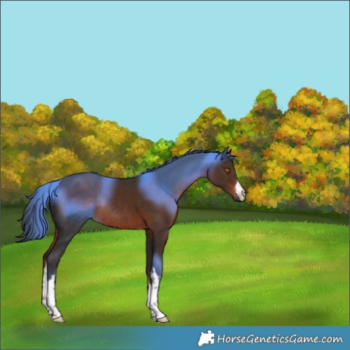 Horse Color:White Spotted Liver Chestnut Rabicano 