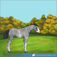 Horse Color:Blue Roan Sabino Splash  and Blue Roan Sabino Splash 