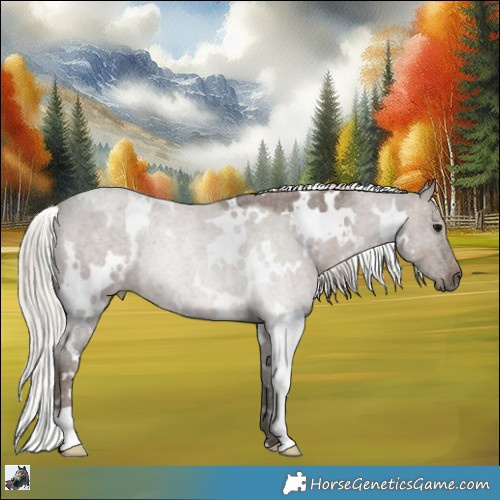Horse Color:White Spotted Silver Blue Roan 