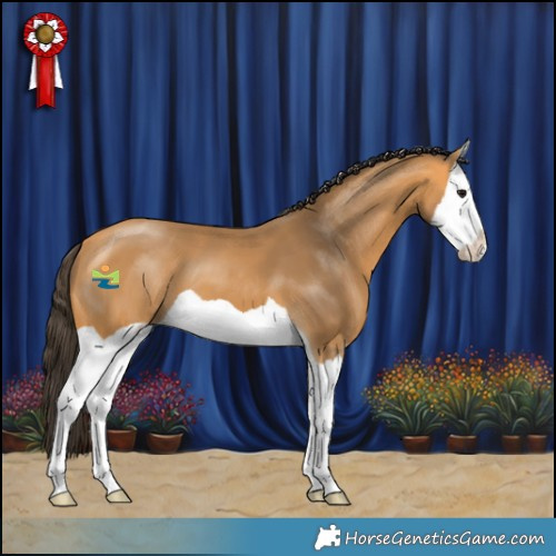 Horse Color:Buckskin Splash 