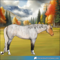 Horse Color:Silver Buckskin Roan Varnish 