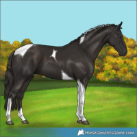 Horse Color:Liver Chestnut Tobiano 