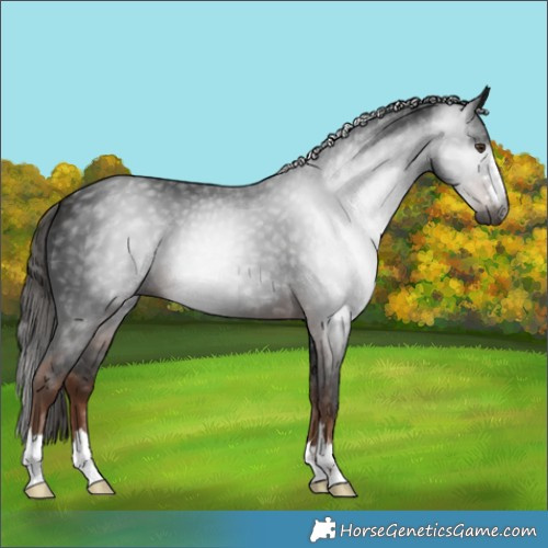 Horse Color:Gray Liver Chestnut