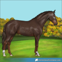 Horse Color:Gray Chestnut